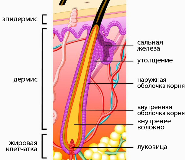 Строение волос Строение волос
