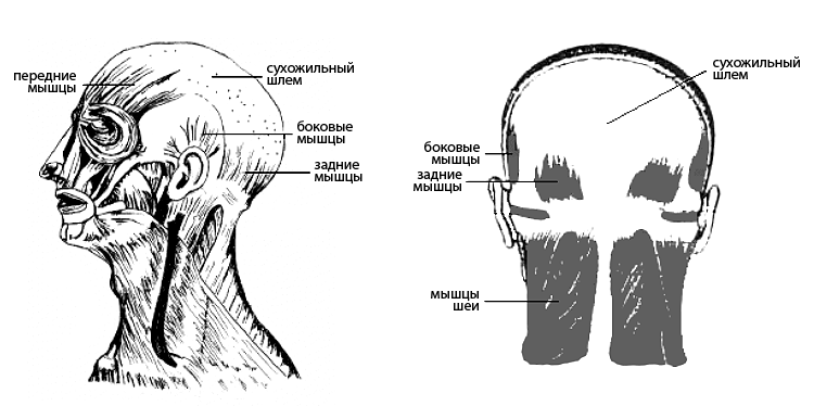 Расположение мышц в верхней части головы человека