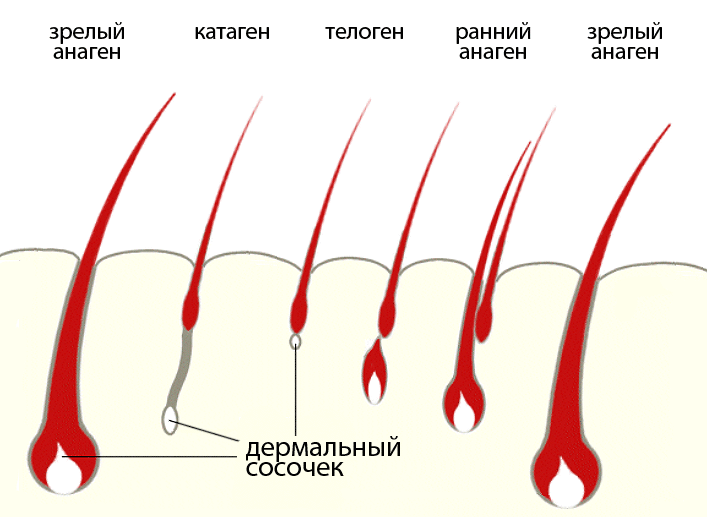 Фазы роста волос. Анаген, катаген, телоген