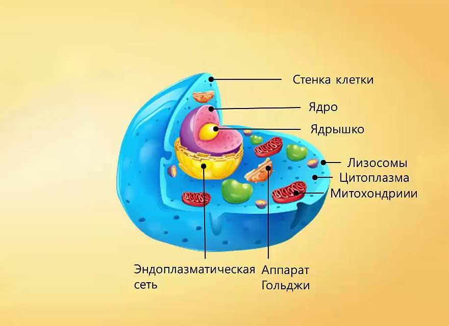 Строение клетки человека